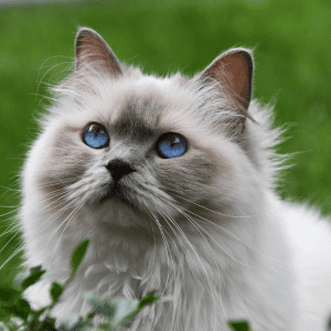 chat gris clair à poil long et aux yeux bleus