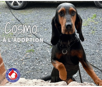 Cosmo, chien Bruno du Jura, à l'adoption BPA