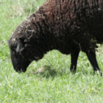 mouton