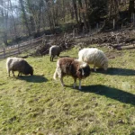 moutons-1