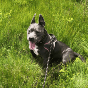 A adopter Arkos, 7 ans, décatégorisé