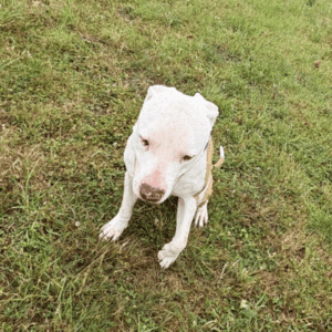 A adopter Boubou, 1 an et demi, décatégorisé