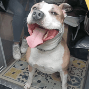 A adopter Brook, 5 ans, décatégorisé