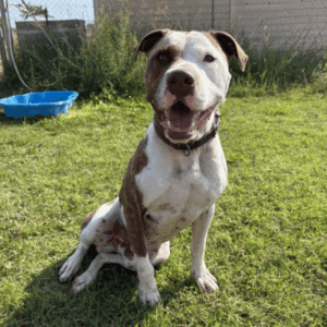 A adopter Rocky, chien décatégorisé