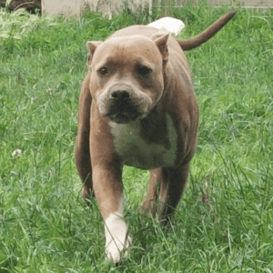 A adopter Snow, 3 ans, décatégorisé