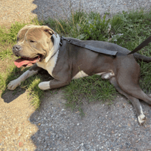 A adopter Thaï, 3 ans, décatégorisé