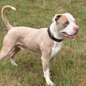A adopter Tyson, 2 ans 1/2
