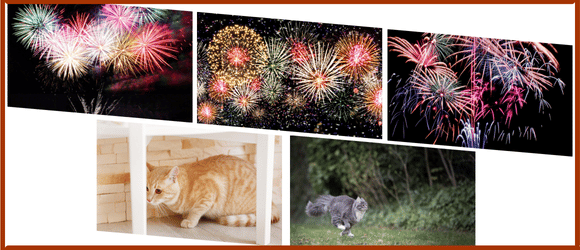 chats qui ont peur du feu d'artifice