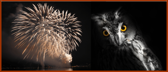 Les dégâts des feux d'artifice sur la faune sauvage
