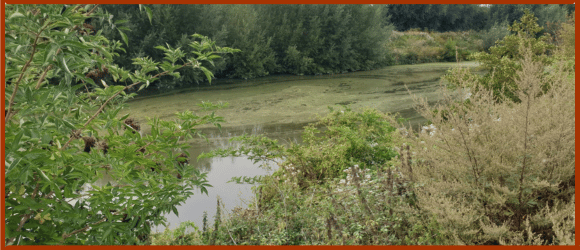 présence de cyanobactéries dans l'eau d'une rivière