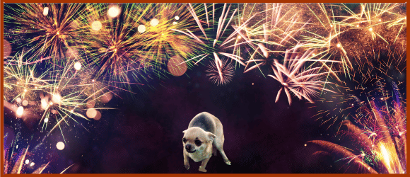 Lire la suite à propos de l’article Feux d’artifice : un cauchemar pour les chiens