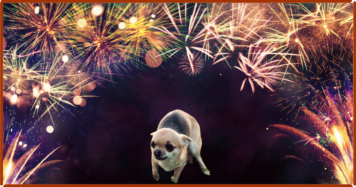 You are currently viewing Feux d’artifice : un cauchemar pour les chiens