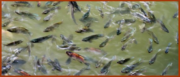 densité élevée poissons élevage conditions stressantes