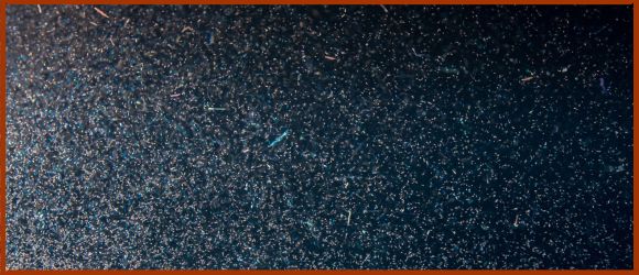 krill ressource essentielle océans exploitation industrielle