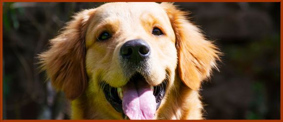 chien en bonne santé alimentation équilibrée naturelle