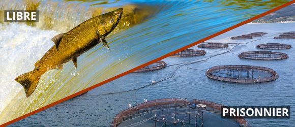 poisson libre et heureux comparé aux poissons emprisonnés dans un élevage