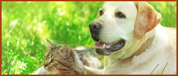 chien et chat alimentation éthique respect animaux