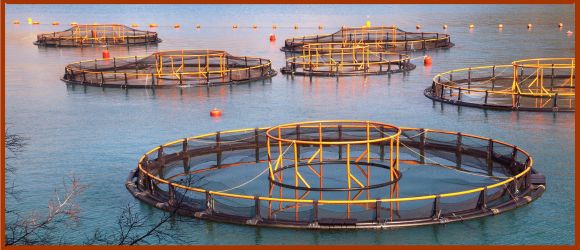 fermes aquacoles saumons élevage intensif en mer