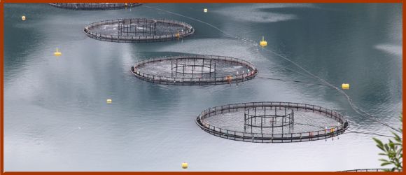 You are currently viewing Pourquoi n&rsquo;y a-t-il pas de saumon ni de krill dans les produits Anifeel