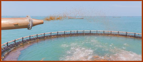 pollution élevage aquacole saumon alimentation industrielle