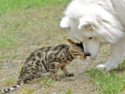 au refuge du mois, marque d'affection d'un chat envers un chien
